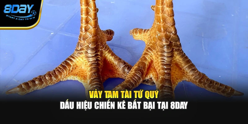 Vảy Tam Tài Tứ Quý – Dấu Hiệu Chiến Kê Bất Bại Tại 8day