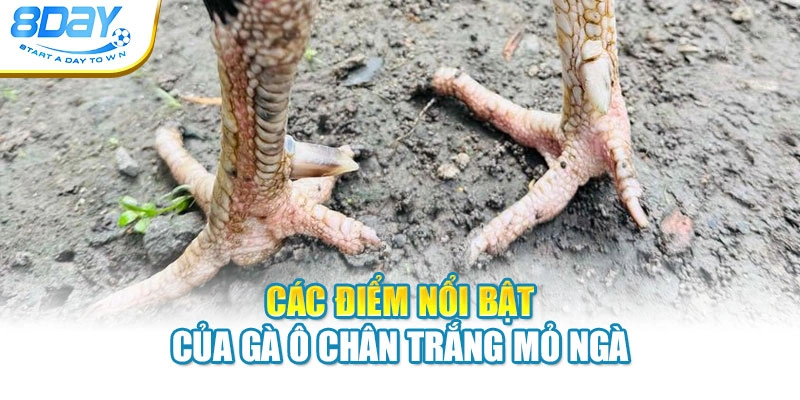 Các điểm nổi bật của gà ô chân trắng mỏ ngà