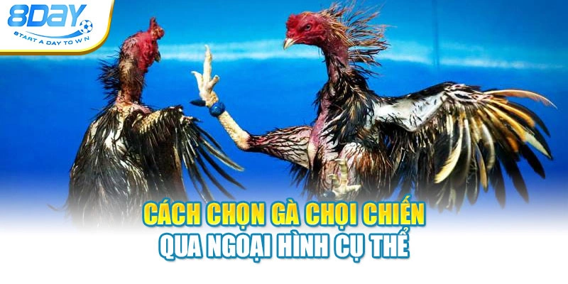 Cách chọn gà chọi chiến qua ngoại hình cụ thể