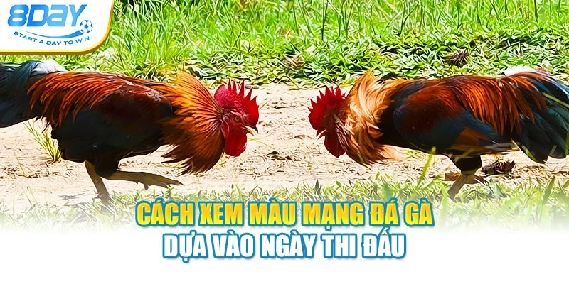 Cách xem màu mạng đá gà dựa vào ngày thi đấu