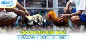 Cách Xem Màu Mạng Gà Đá Chuẩn Xác Cho Người Mới Chơi