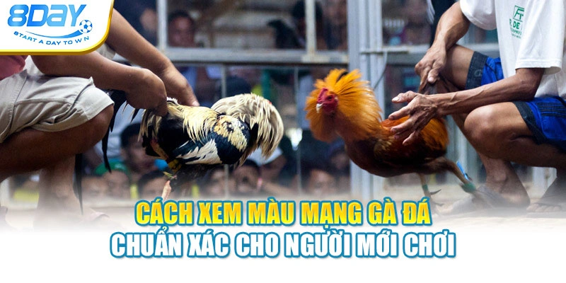Cách Xem Màu Mạng Gà Đá Chuẩn Xác Cho Người Mới Chơi