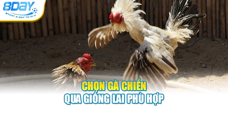 Chọn gà chiến qua giống lai phù hợp