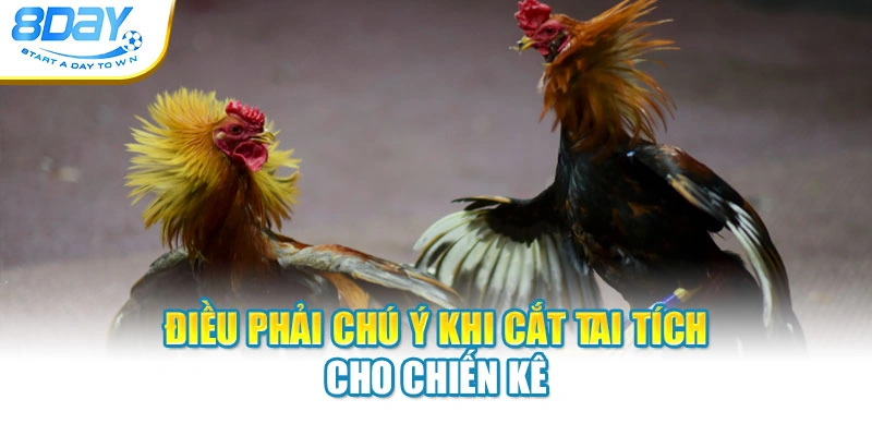 Điều phải chú ý khi cắt tai tích cho chiến kê