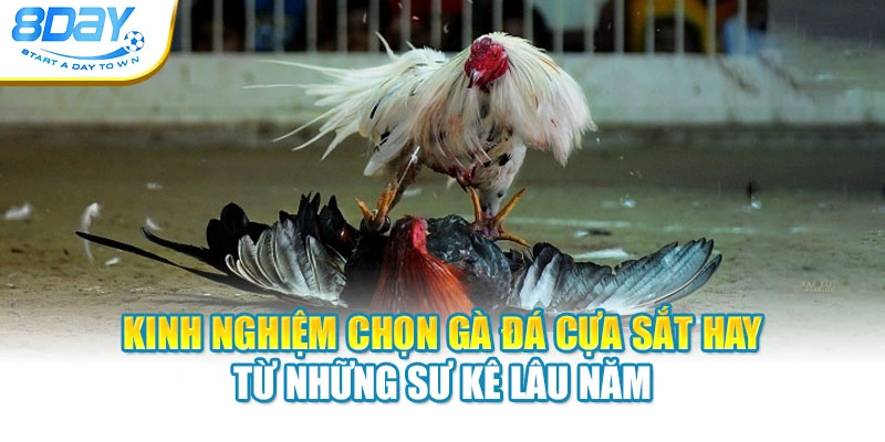 Kinh Nghiệm Chọn Gà Đá Cựa Sắt Hay Từ Những Sư Kê Lâu Năm