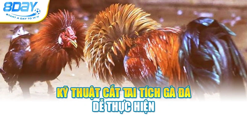 Kỹ thuật cắt tai tích gà đá dễ thực hiện