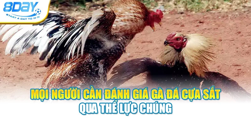 Mọi người cần đánh giá gà đá cựa sắt qua thể lực chúng