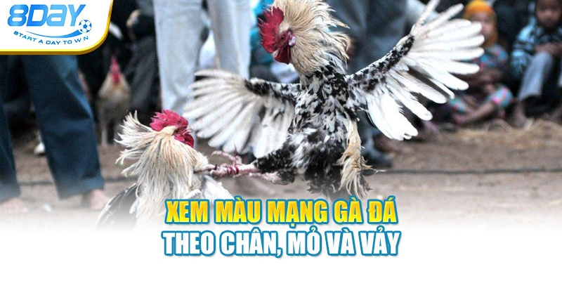 Xem màu mạng gà đá theo chân, mỏ và vảy
